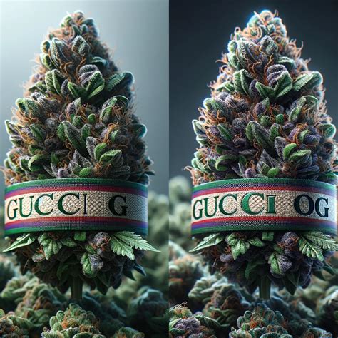 Gucci og cannabis strain